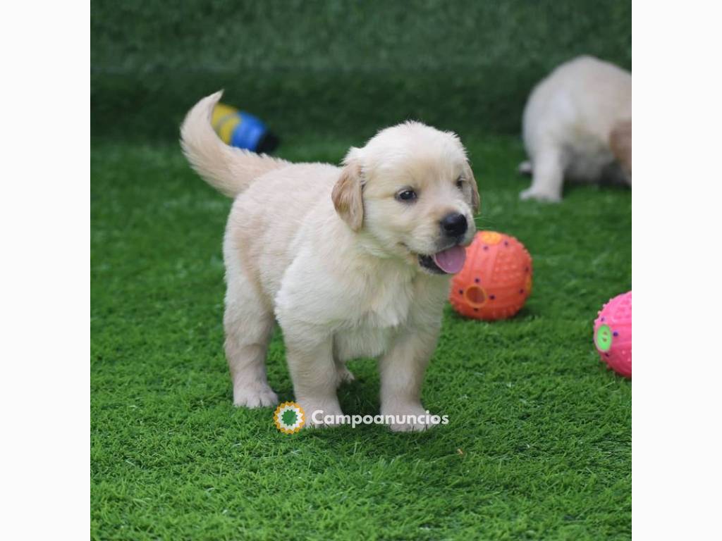 Golden retriever puppies for sale en Tenerife