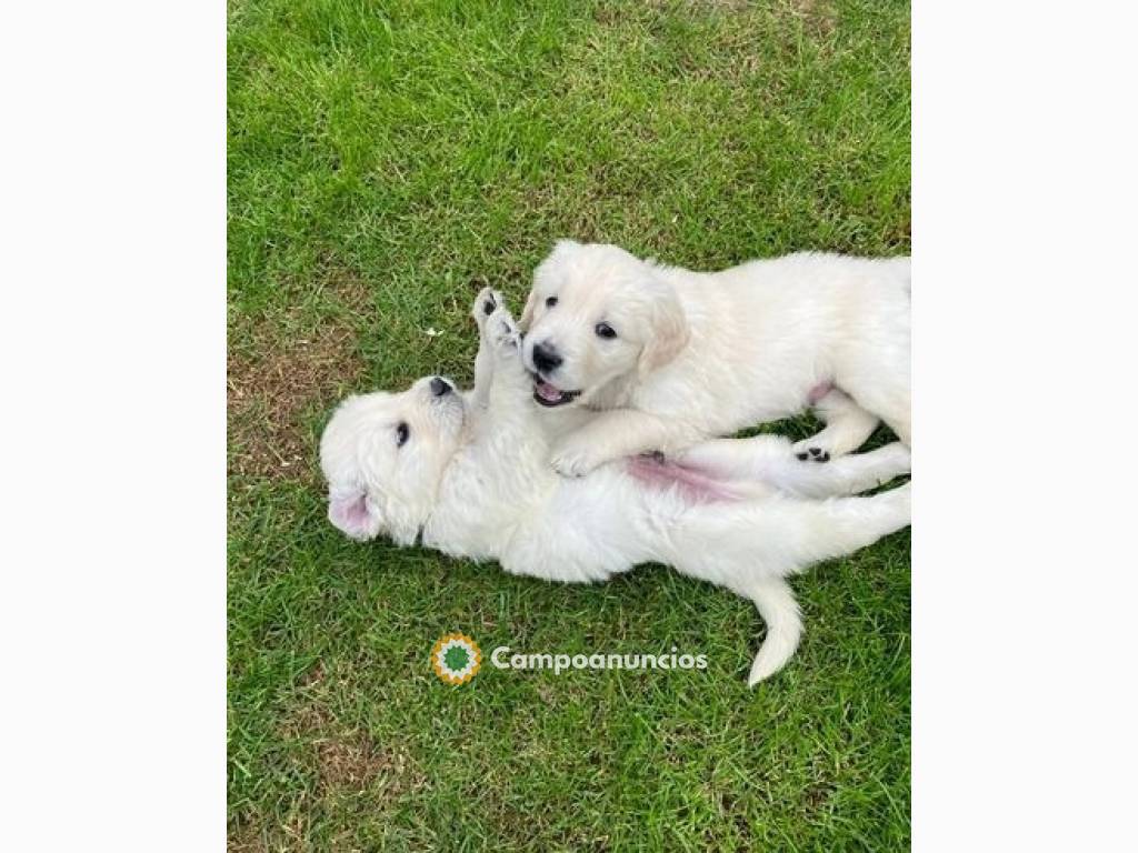 Golden Retriever(+34676068379) en Tenerife