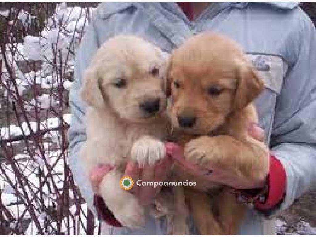 Golden Retriever(WHATSAPP 604158309)  en Ourense