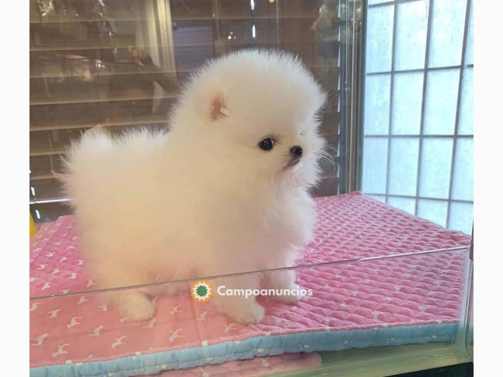 Good looking Teacup Pomeranian Puppies A en Madrid