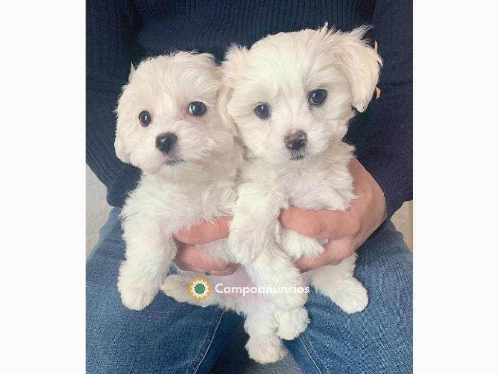 gorgeous Maltese puppies en Tenerife