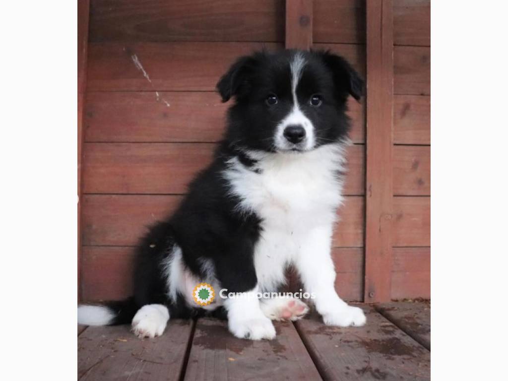 Gratis Cachorros de BORDER COLLIE en Ourense