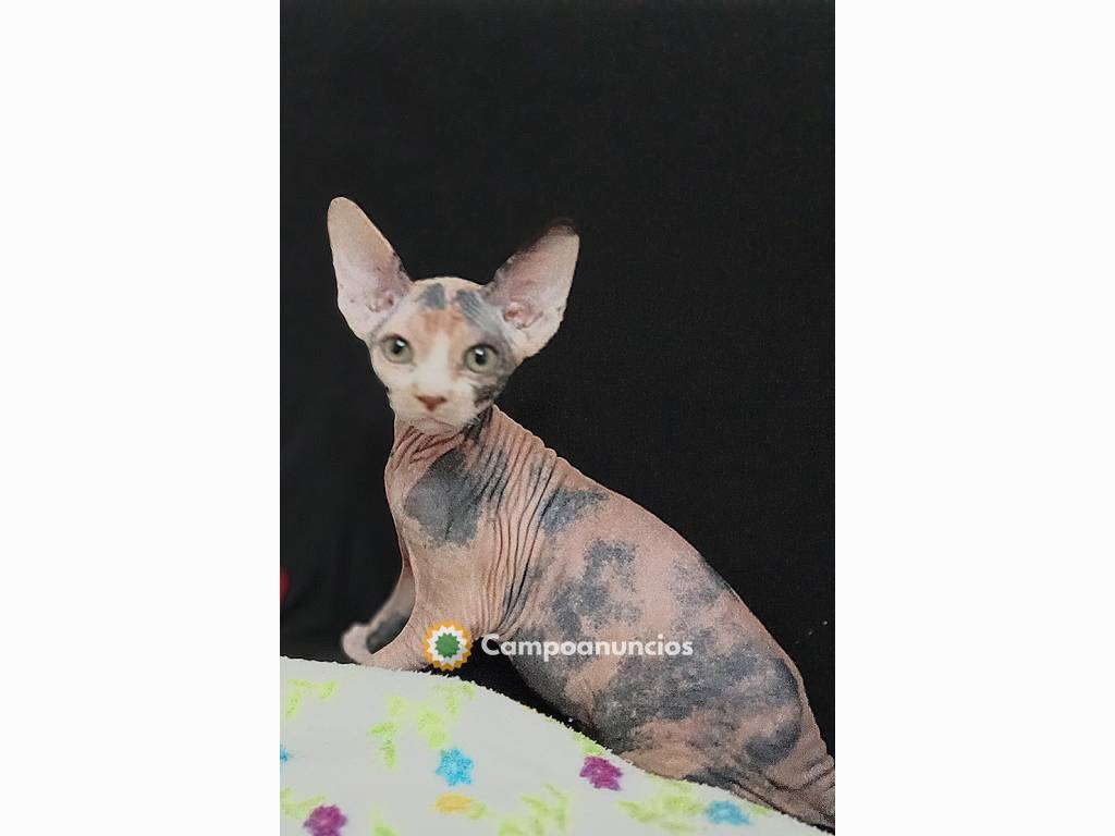 Hembra sphynx  en Pontevedra