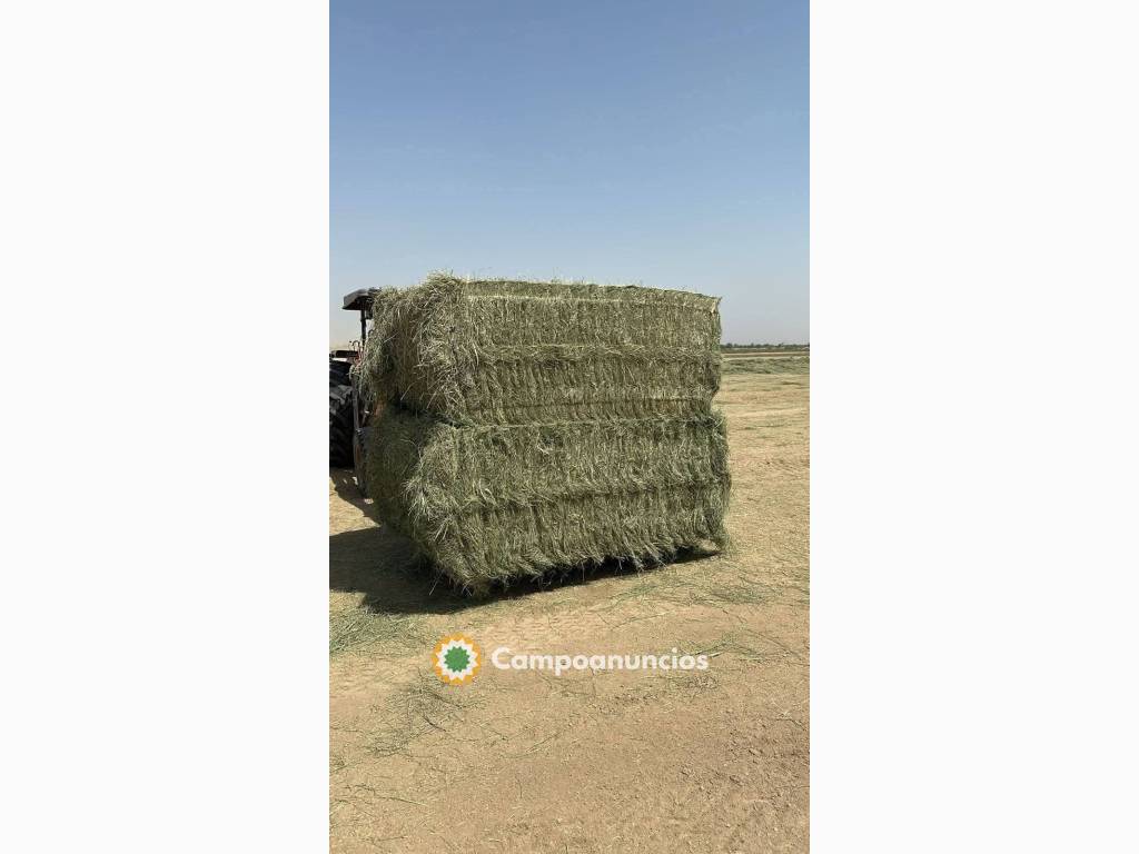 Heno de alfalfa fresco premium disponibl en Vizcaya