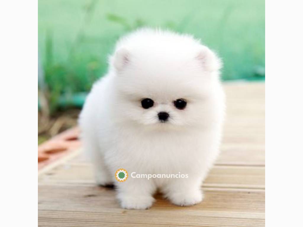 HERMOSA LULU POMERANIA CACHORROS TOY REG en Ourense