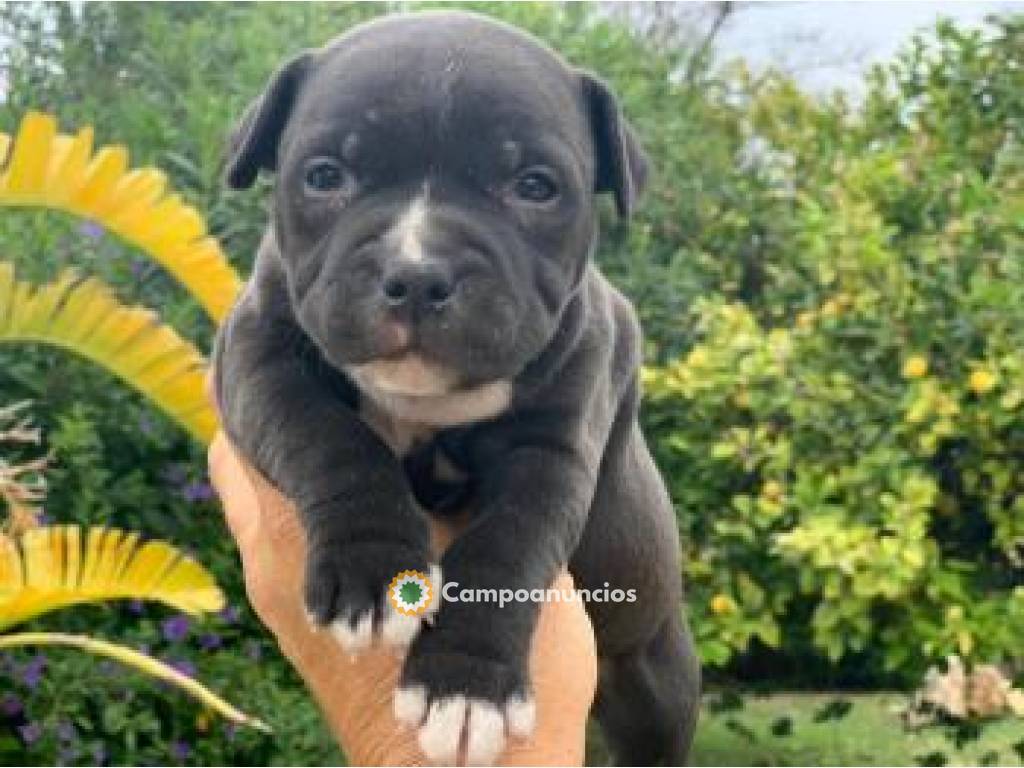  HERMOSO CACHORRO AMERICAN STANFORD en Tenerife