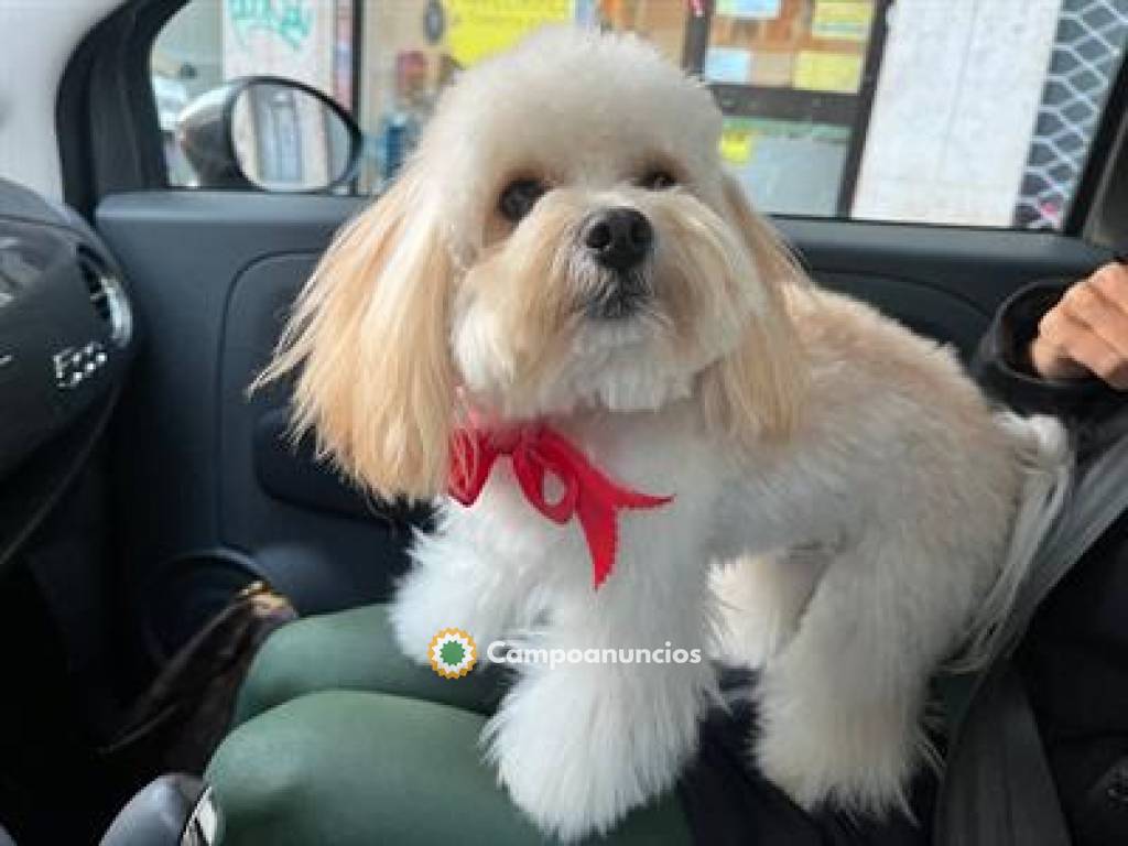 hermoso macho Maltipoo en Ourense