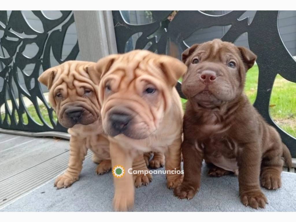 Hermoso pedigrí de Shar Pei (+3461123216 en Huesca