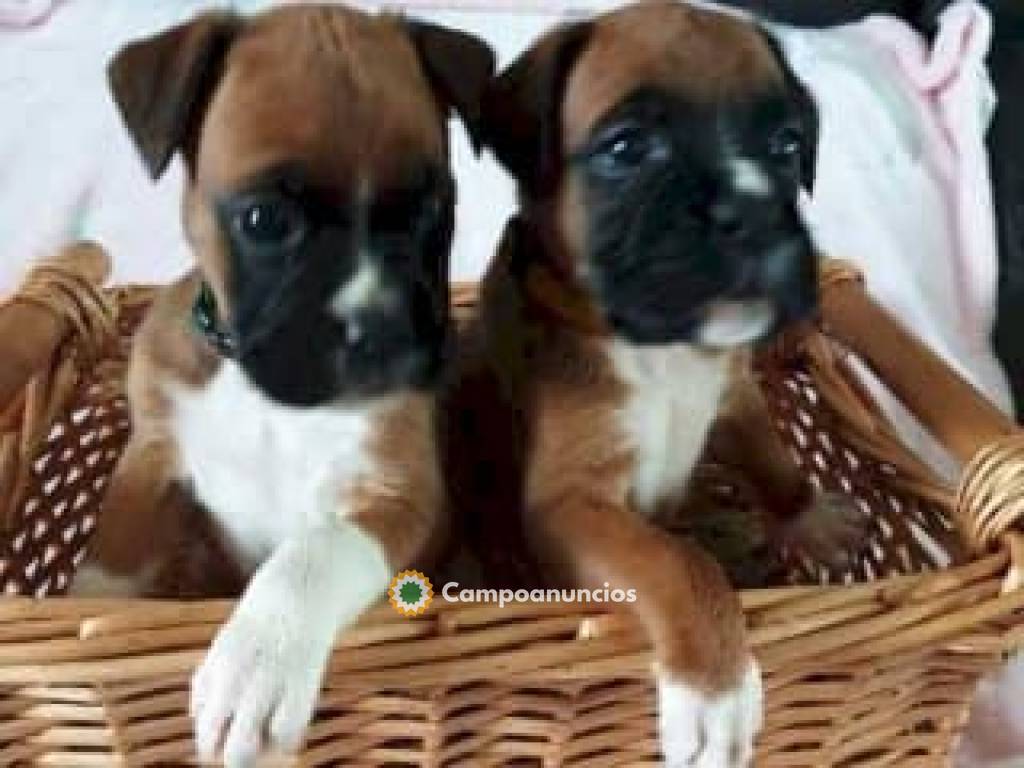 hermosos cachorros Boxer en Tenerife