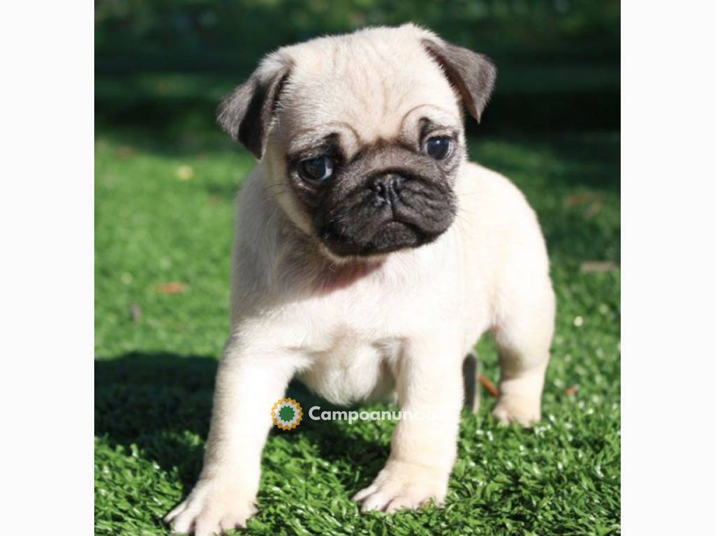 HERMOSOS CACHORROS CARLINO en Huesca