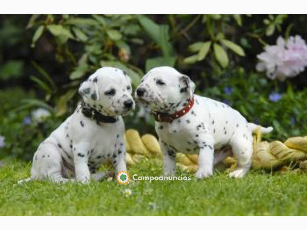 Hermosos cachorros dálmata en Ourense