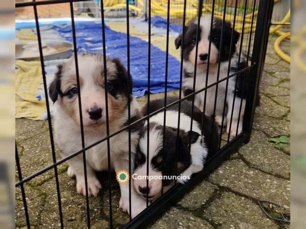 Hermosos cachorros de border collie   en Toledo