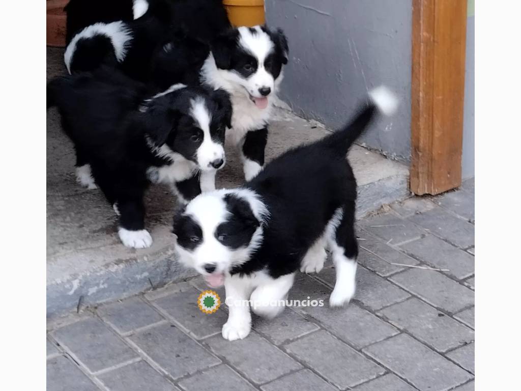 Hermosos cachorros de border collie   en Castellón