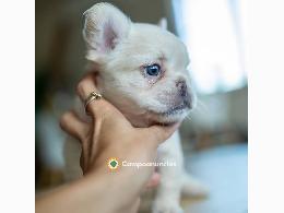 Hermosos cachorros de bulldog francés