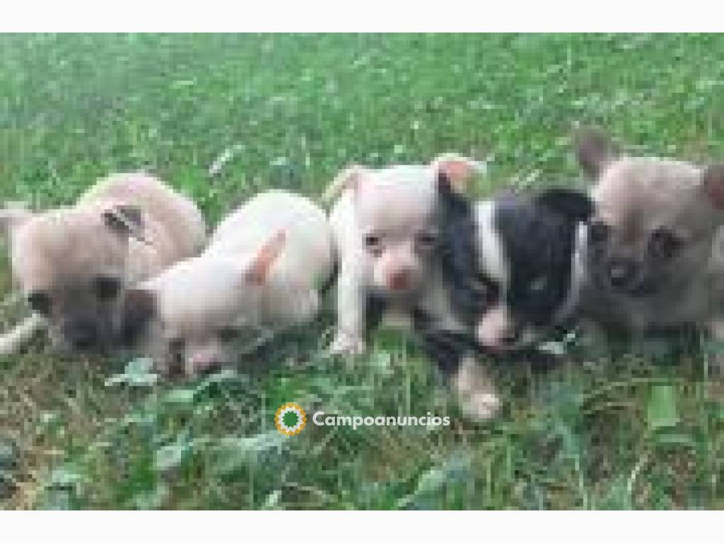 hermosos cachorros de chihuahua en Tenerife