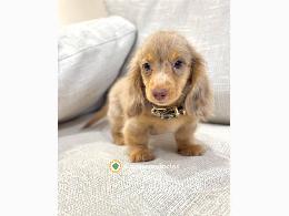 Hermosos cachorros de perro salchicha