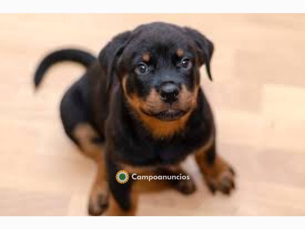 Hermosos cachorros de Rottweiler  en Huesca