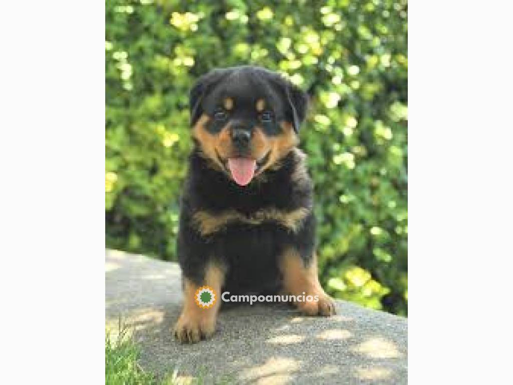 Hermosos cachorros de Rottweiler  en Toledo