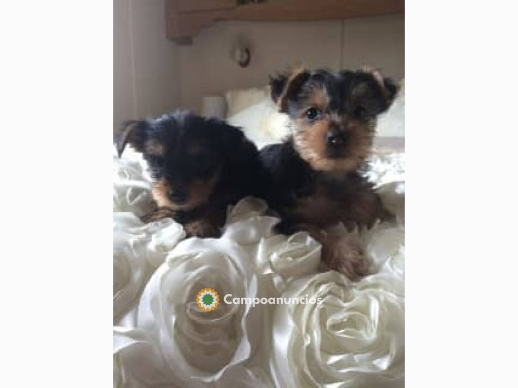 Hermosos cachorros de Yorkshire en Tenerife