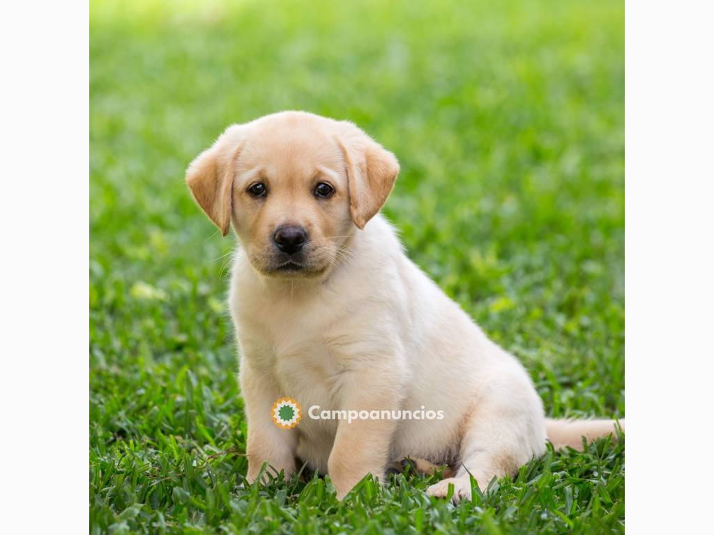 Hermosos cachorros Labrador Disponibles. en Toledo