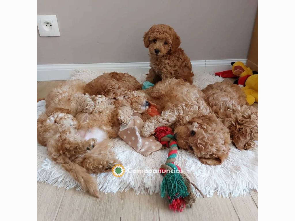 Hermosos cachorros Maltipoo. en Madrid