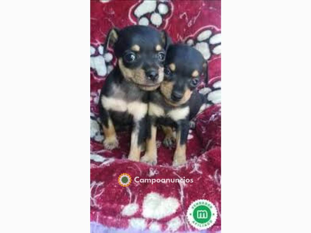 Hermosos cachorros Pincher en Tenerife