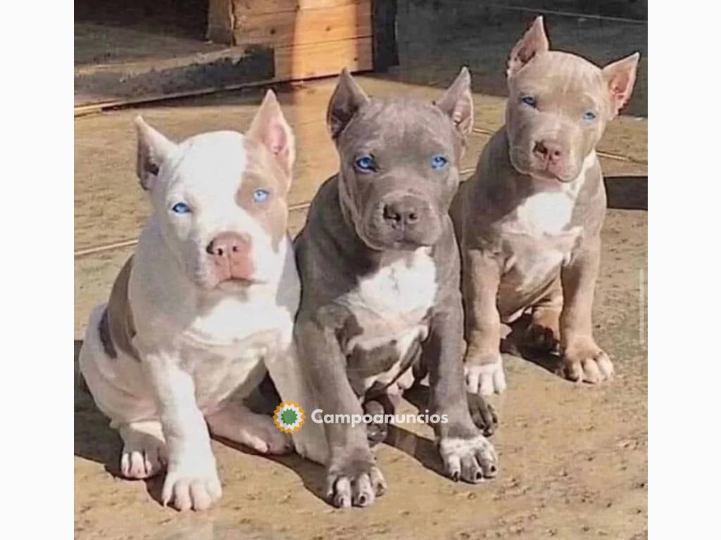 Hermosos cachorros pitbull disponibles  en Huesca