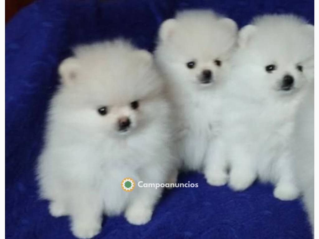 Hermosos cachorros Pomerania en Toledo