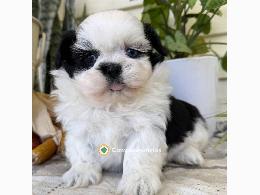 Hermosos cachorros Shih Tzu Imperial en 