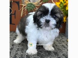 Hermosos cachorros Shih Tzu Imperial en 