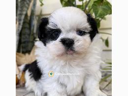 Hermosos cachorros Shih Tzu Imperial en 