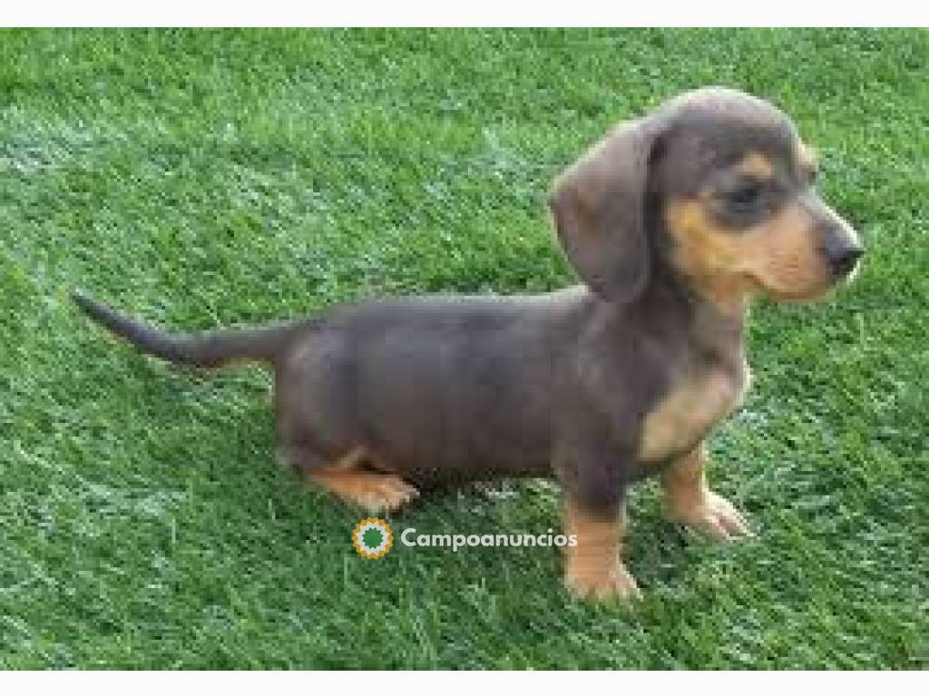 Hermosos cachorros Teckel disponibles..H en Huesca