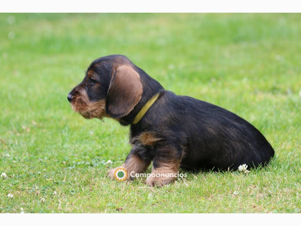 Hermosos cachorros Teckel disponibles..H en Toledo