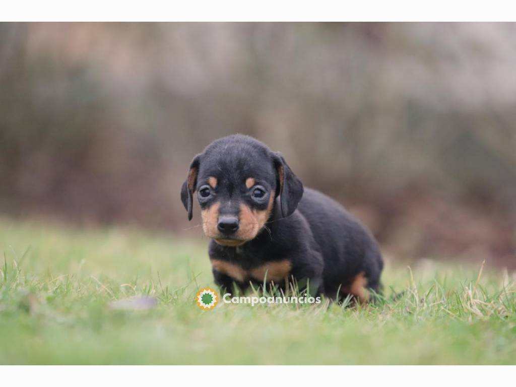 Hermosos cachorros Teckel disponibles..H en Tenerife