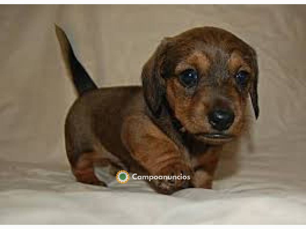 Hermosos cachorros Teckel disponibles..H en Huesca