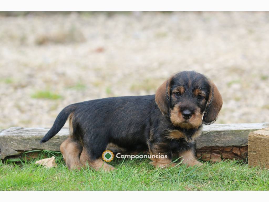 Hermosos cachorros Teckel Disponibles..M en Ourense