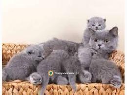 Hermosos Gatitos machos y hembras 