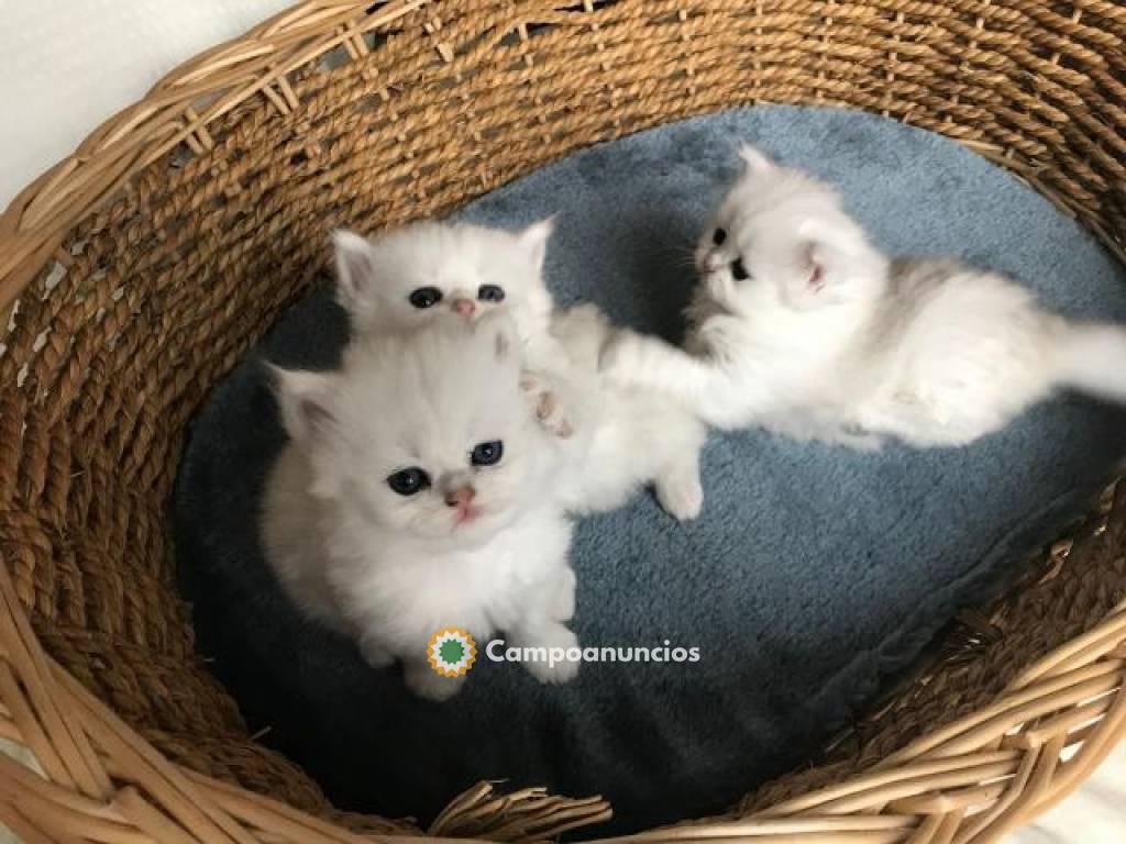 Hermosos Gatitos persas para adopcion en Tenerife