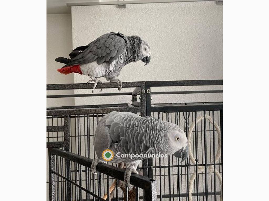 Hermosos loros grises africanos  