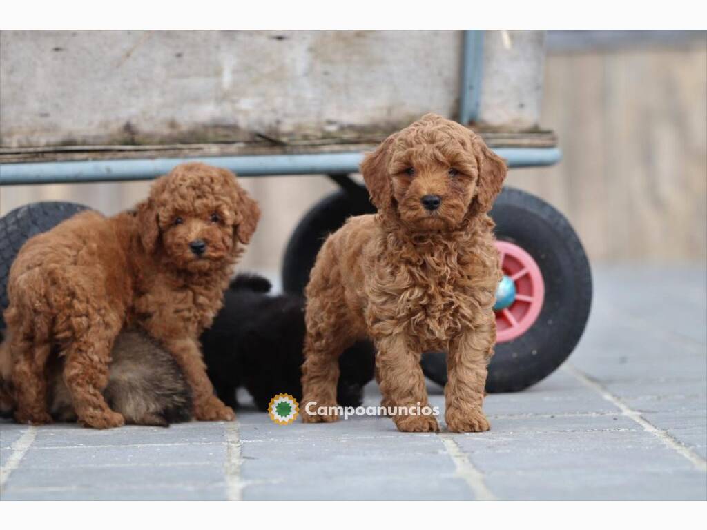 ¡Hola! Cachorros Caniches macho y hembra en Tenerife