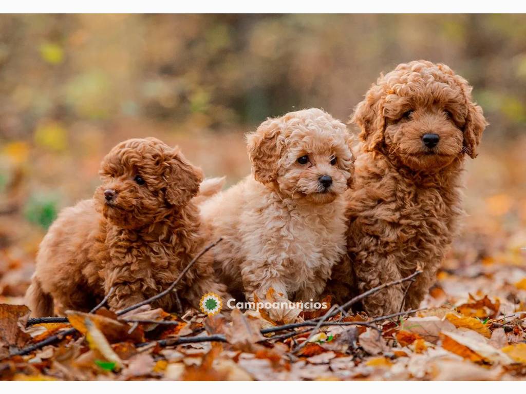 ¡Hola! Cachorros Caniches macho y hembra en Ourense