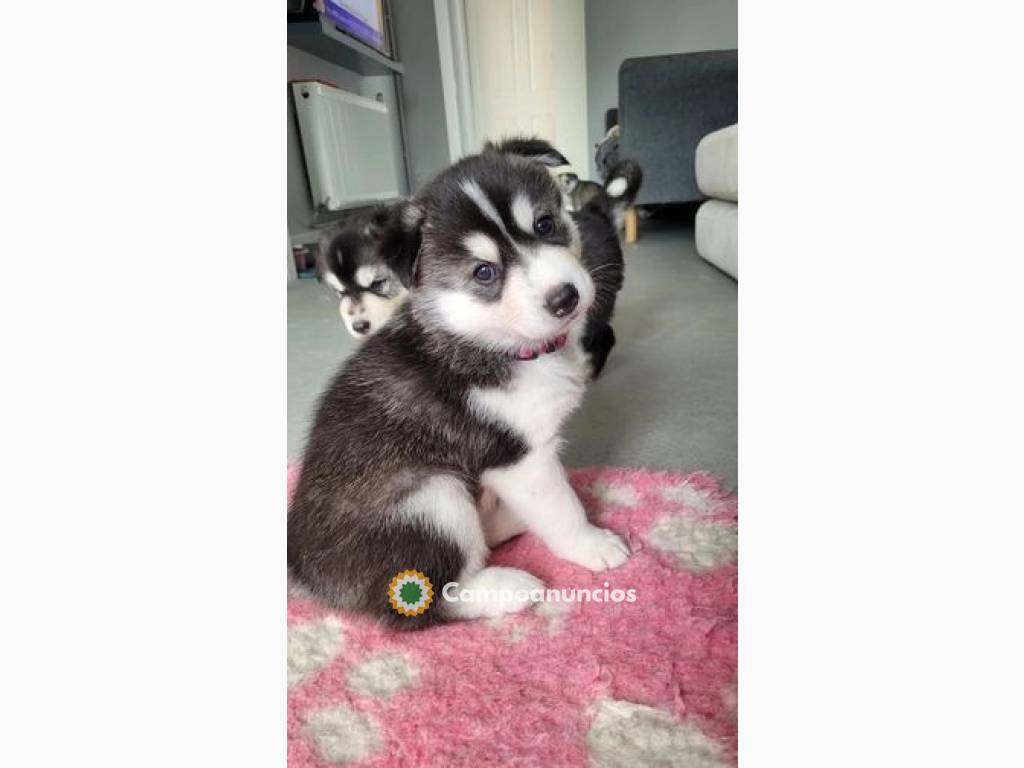 Husky Siberiano con azul ojos en Ourense