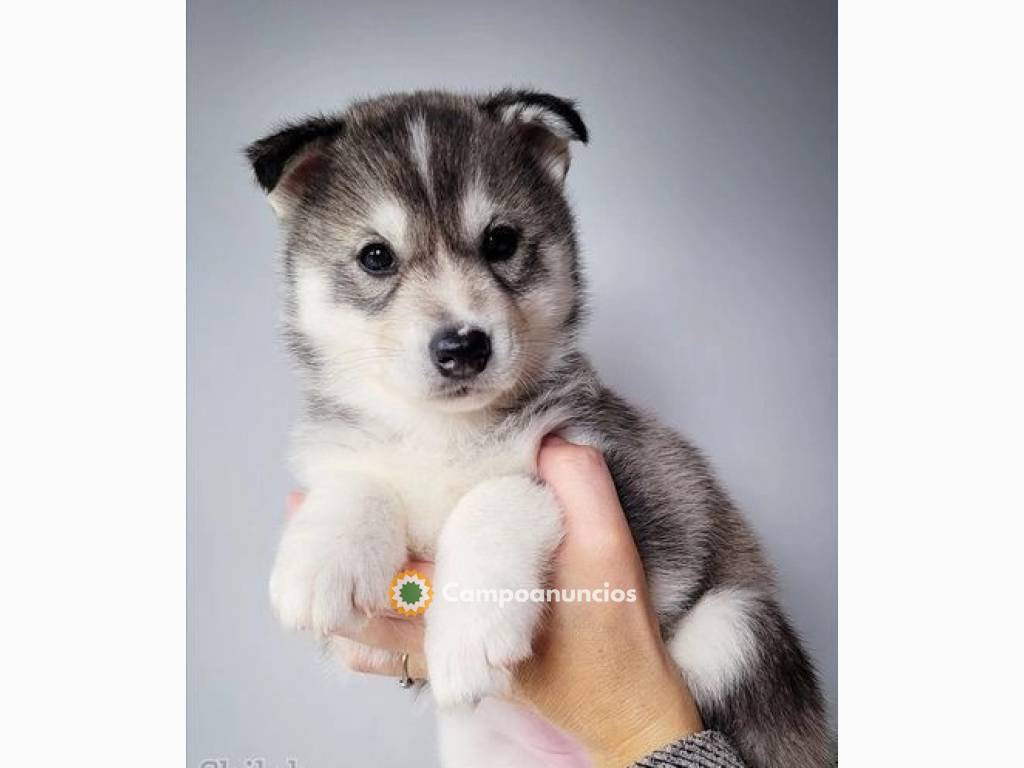 Husky Siberiano con azul ojos en Tenerife