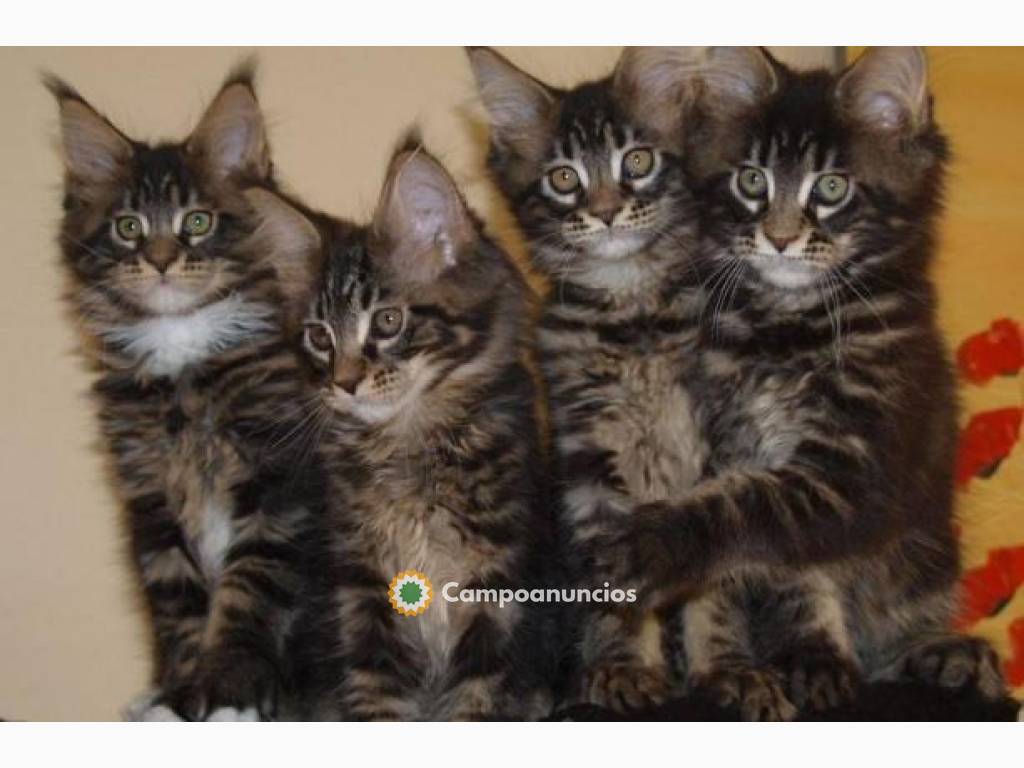 IMPRESIONANTES GATITOS MAINE COON PARA A en Tenerife