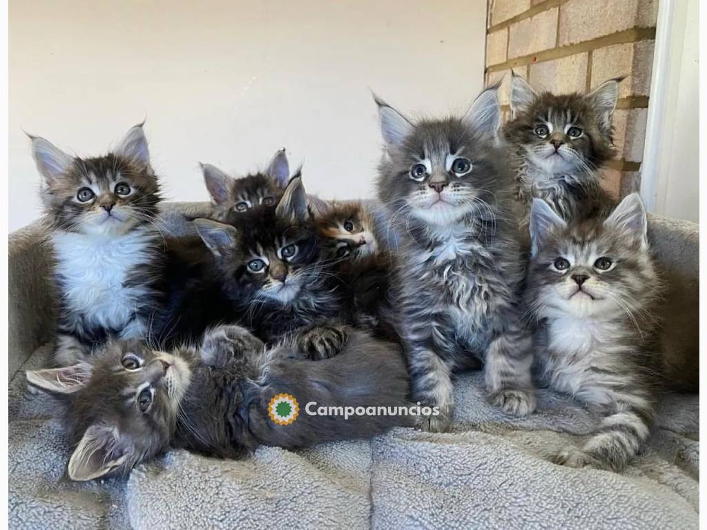 IMPRESIONANTES GATITOS MAINE COON PARA r en Ourense