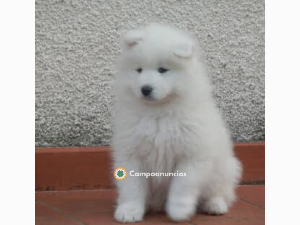 impresionantes samoyedos  en Tenerife