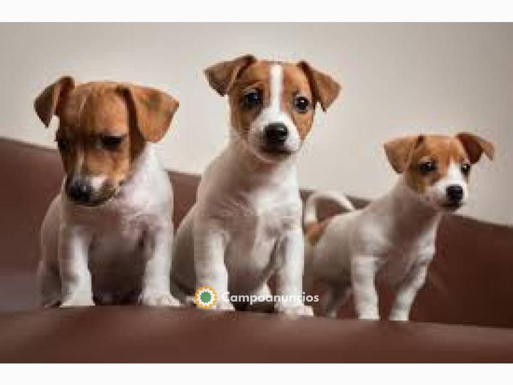 Jack Russell Disponible  en Tenerife