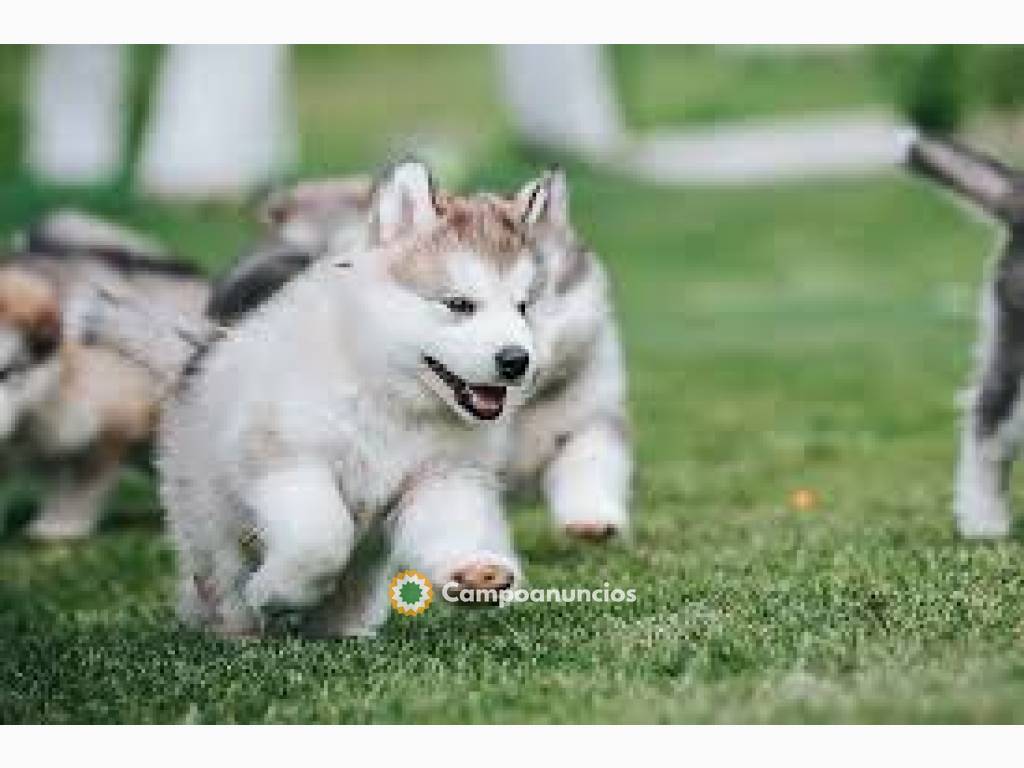 Juguetones Alaska Malamute cachorros en Tenerife