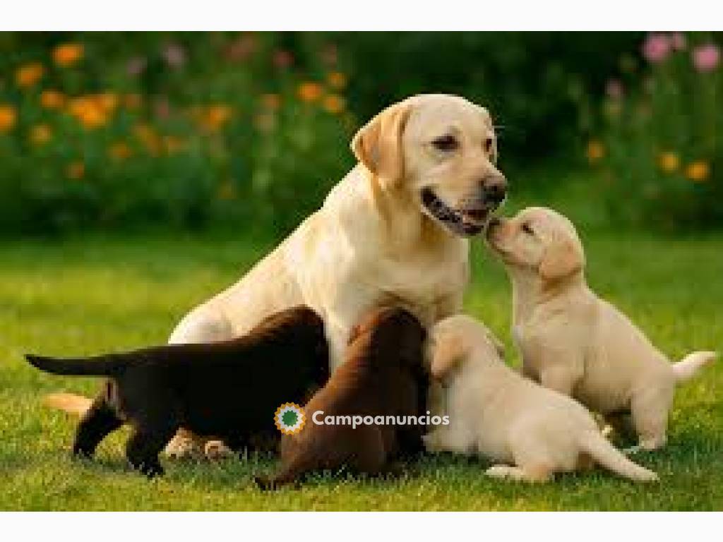 Labrador Retriever Cachorros Disponibles