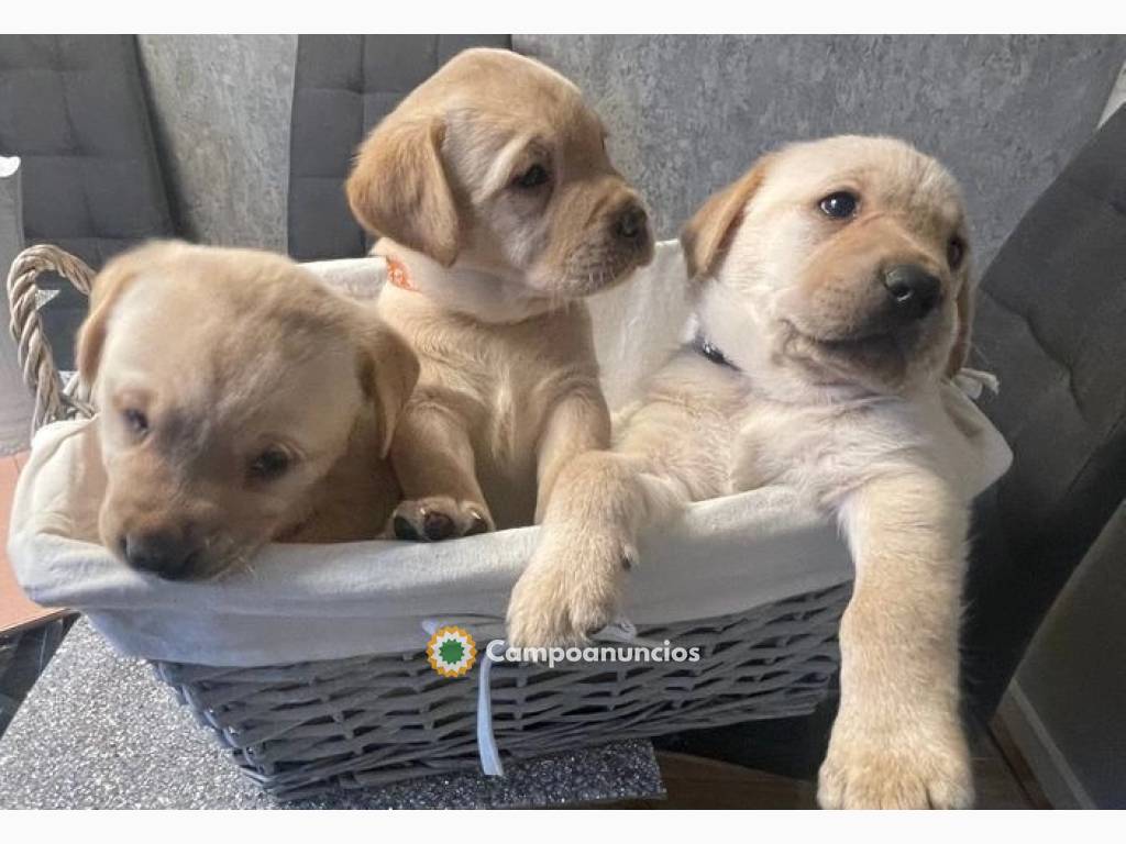 Labradores cachorros listo para entregar en Toledo